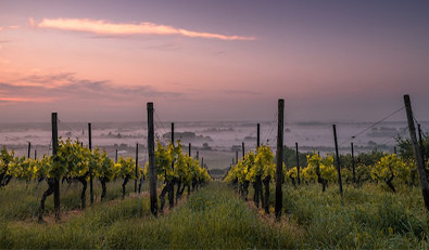 Les AOC de Loire et leurs vins, une sélection de la Route des Vins