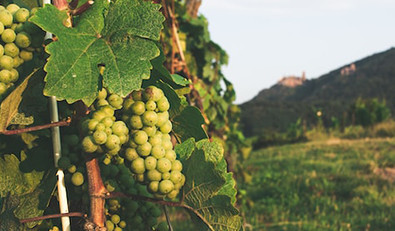 Les AOC d'Alsace et leurs vins, une sélection de la Route des Vins