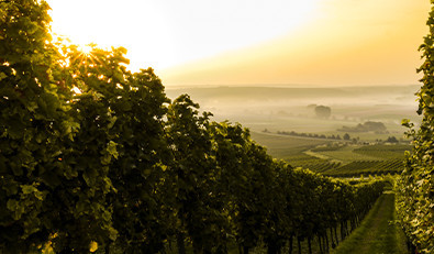 Champagnes Découvertes