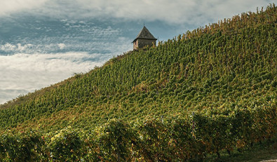Les AOC de Vallée du Rhône et leurs vins, une sélection de la Route des Vins